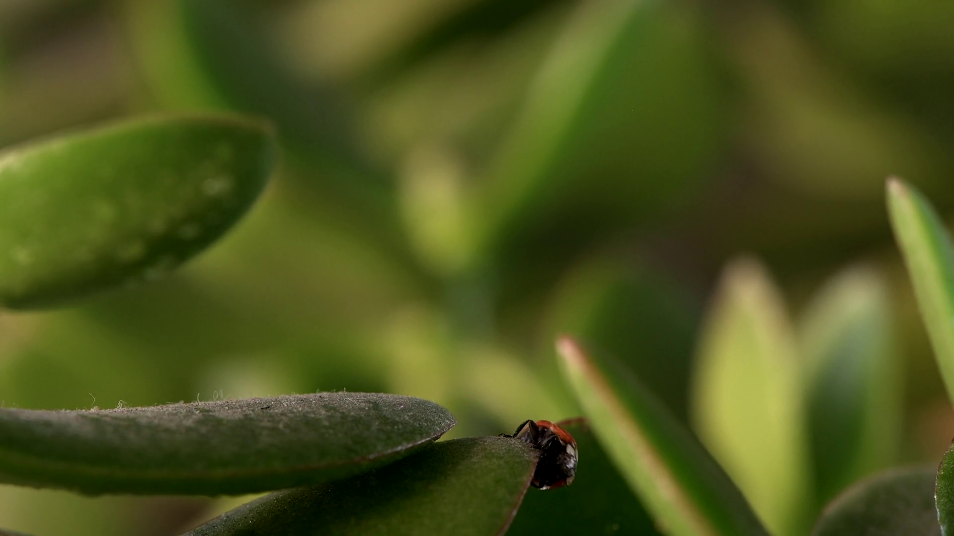 Small Red Ladybug Resting Among Green Stock Footage SBV-351981737 ...