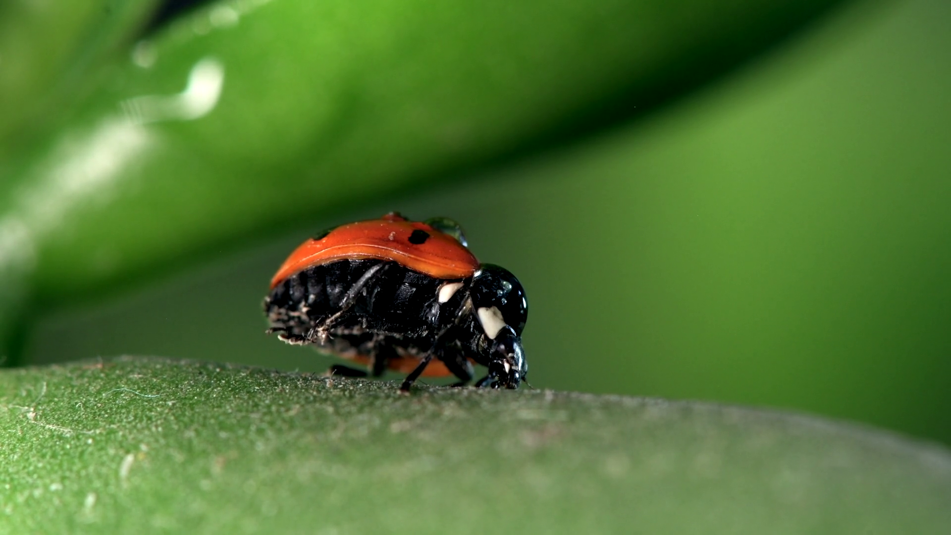 Small Red Ladybug Crawls On Lush Green With Stock Footage SBV-351982605 ...