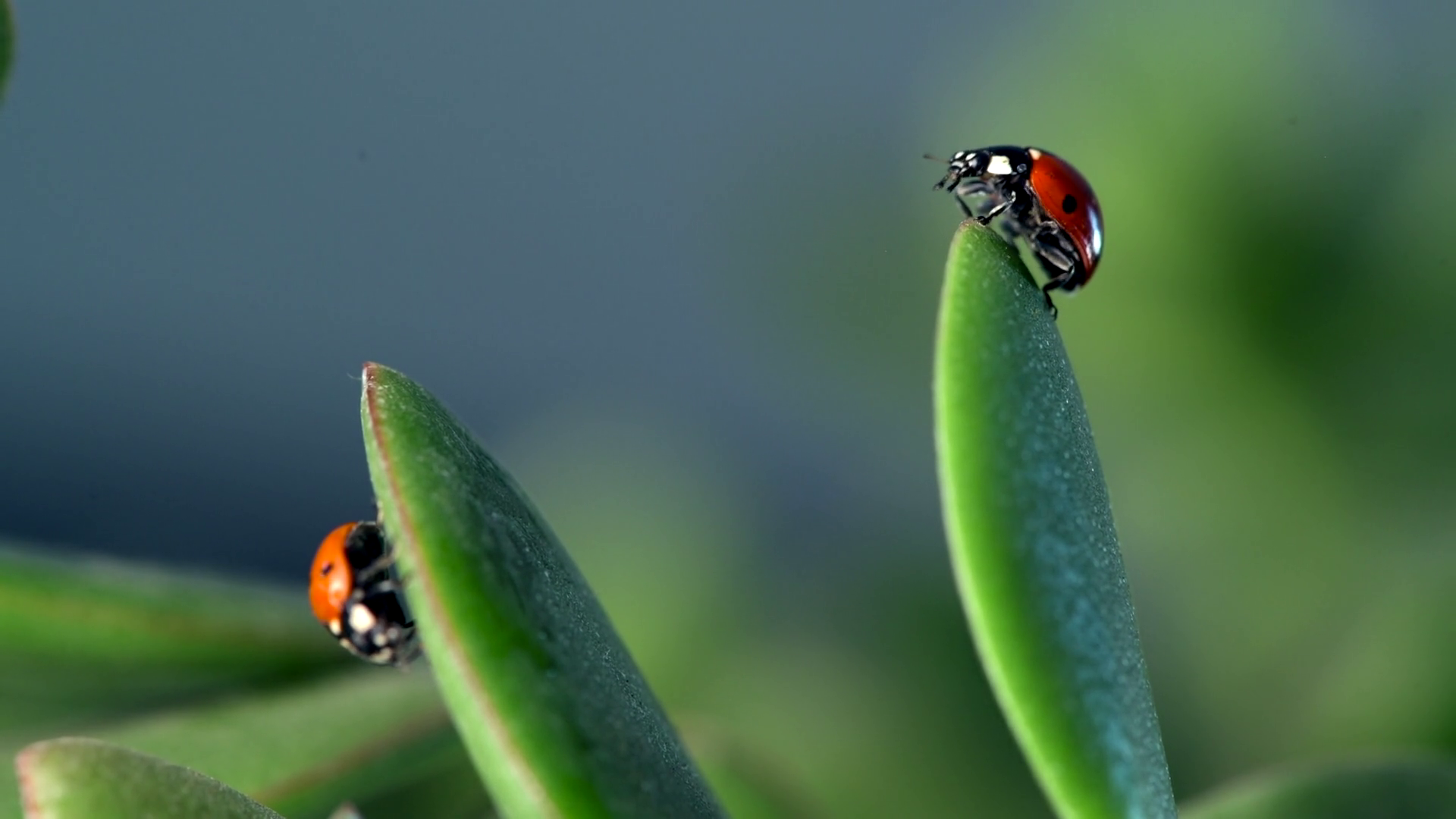 Small Red Ladybug Explores Dew-kissed Green Stock Footage SBV-351981846 ...