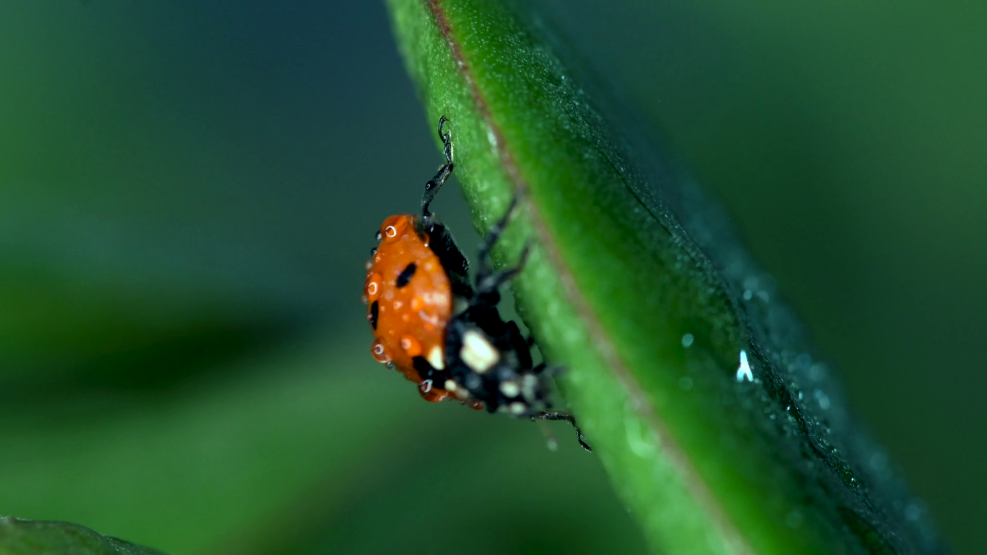 Small Red Ladybug Resting On Green Leaves Stock Footage SBV-351981751 ...