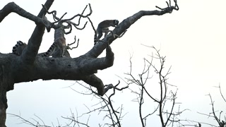 Lemur Catta Family Plays Near Baobab Tree in Madagascar During Sunset