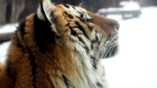 Tiger Exploring Snowy Terrain in Winter at National Park While Showcasing Distinct Eye Features