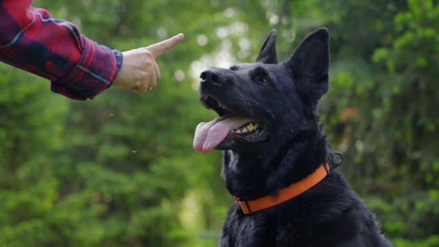 Pointing Down | Animals stock footage - Storyblocks