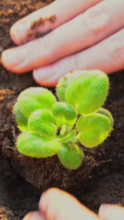 Gardener planting a small plant in the ground. New life, growth, sustainability