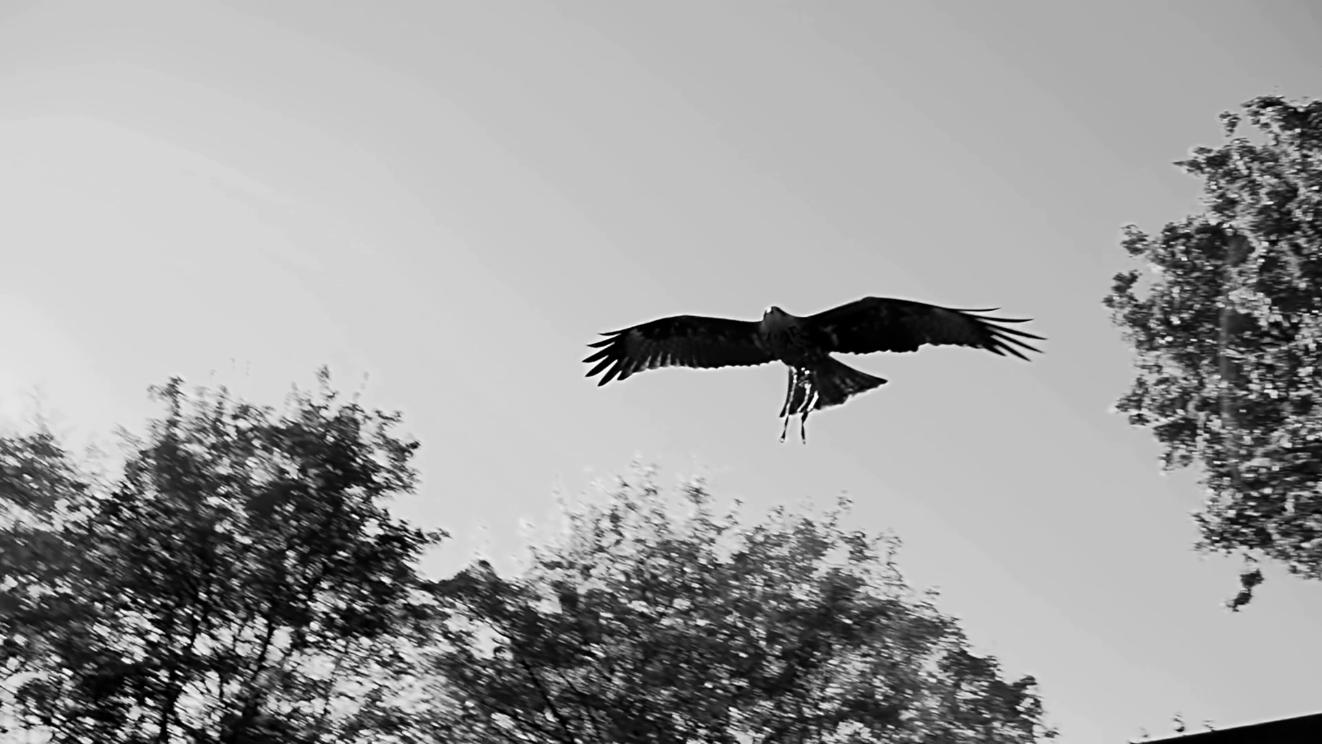 Black White View Of Predator Falcon Hunter Stock Footage SBV-347793966