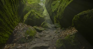 Path through Green Forest among mossy rocks - Nature Background