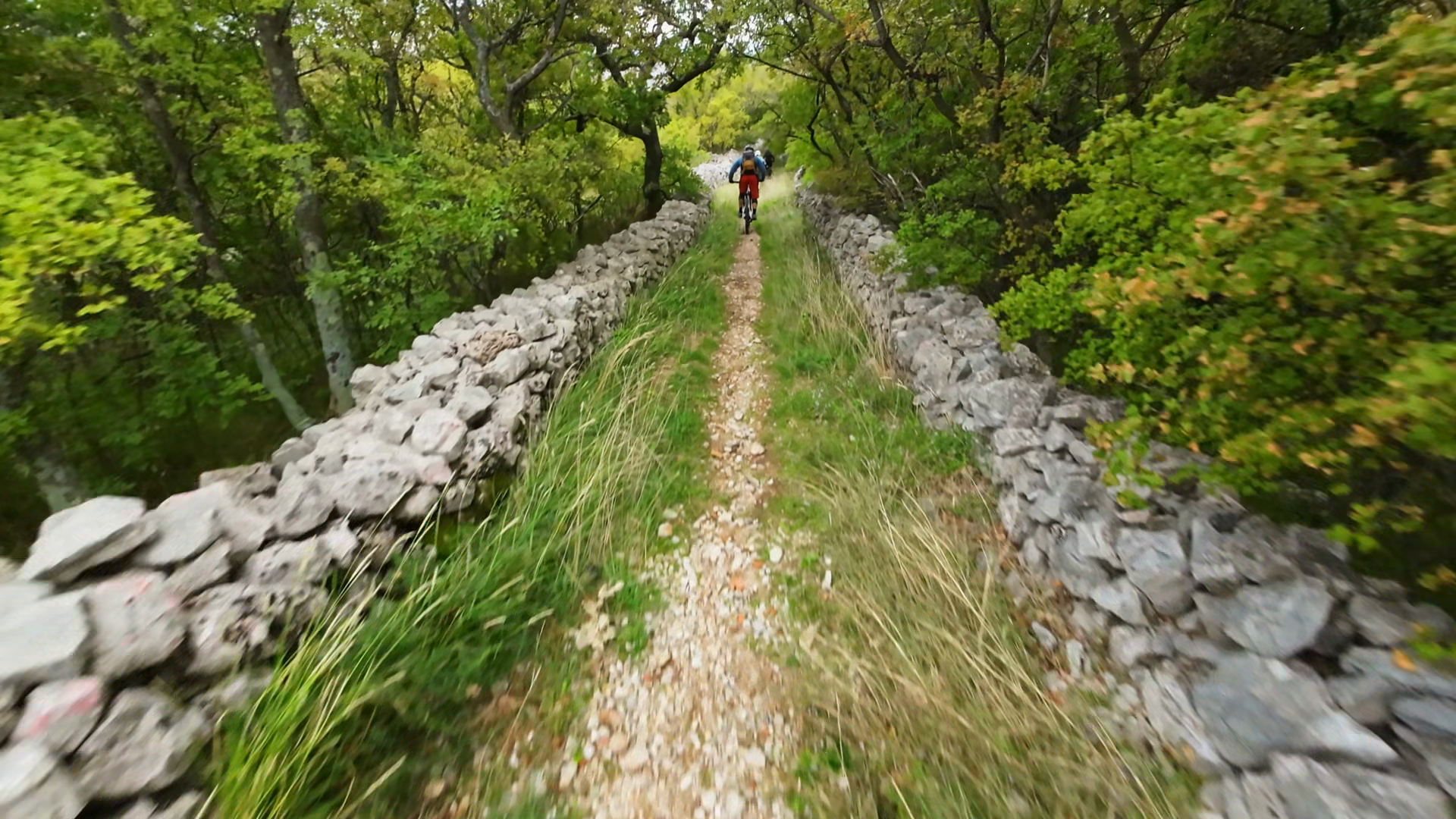 Mountain Biker Navigates Scenic Forest Trail Stock Footage SBV ...