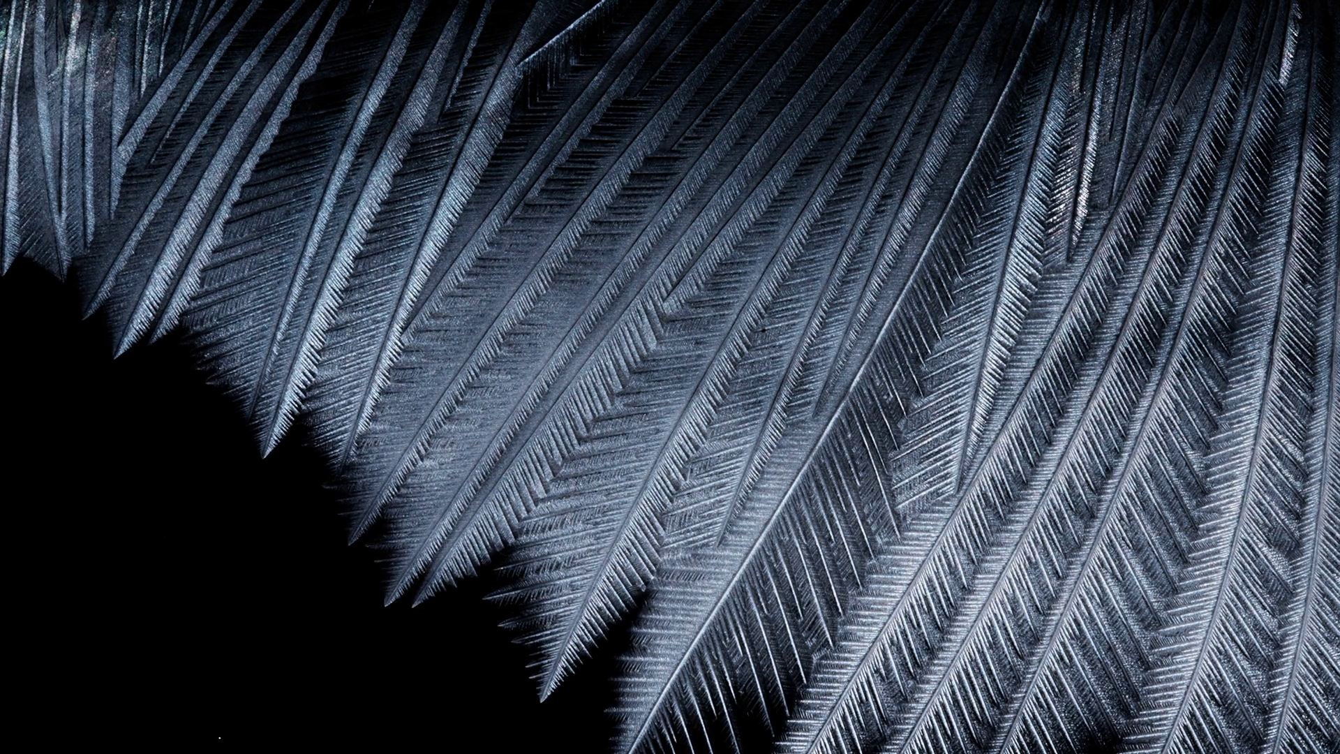 Freezing Pattern Spreading On Black Stock Footage SBV-349052538 ...