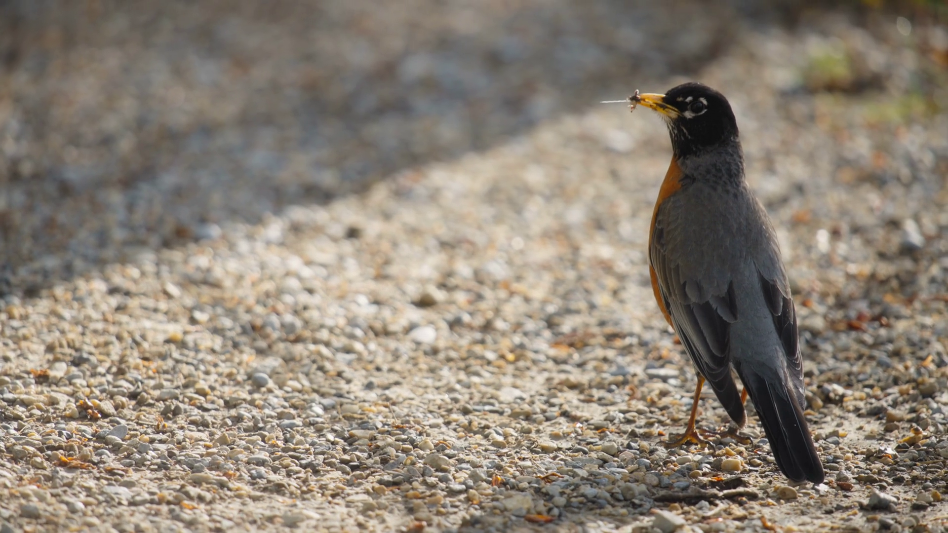 American Robin Bird Eating Bug On Gravel Stock Footage SBV-352520160 ...
