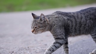 Tabby cat walking on the road in a park