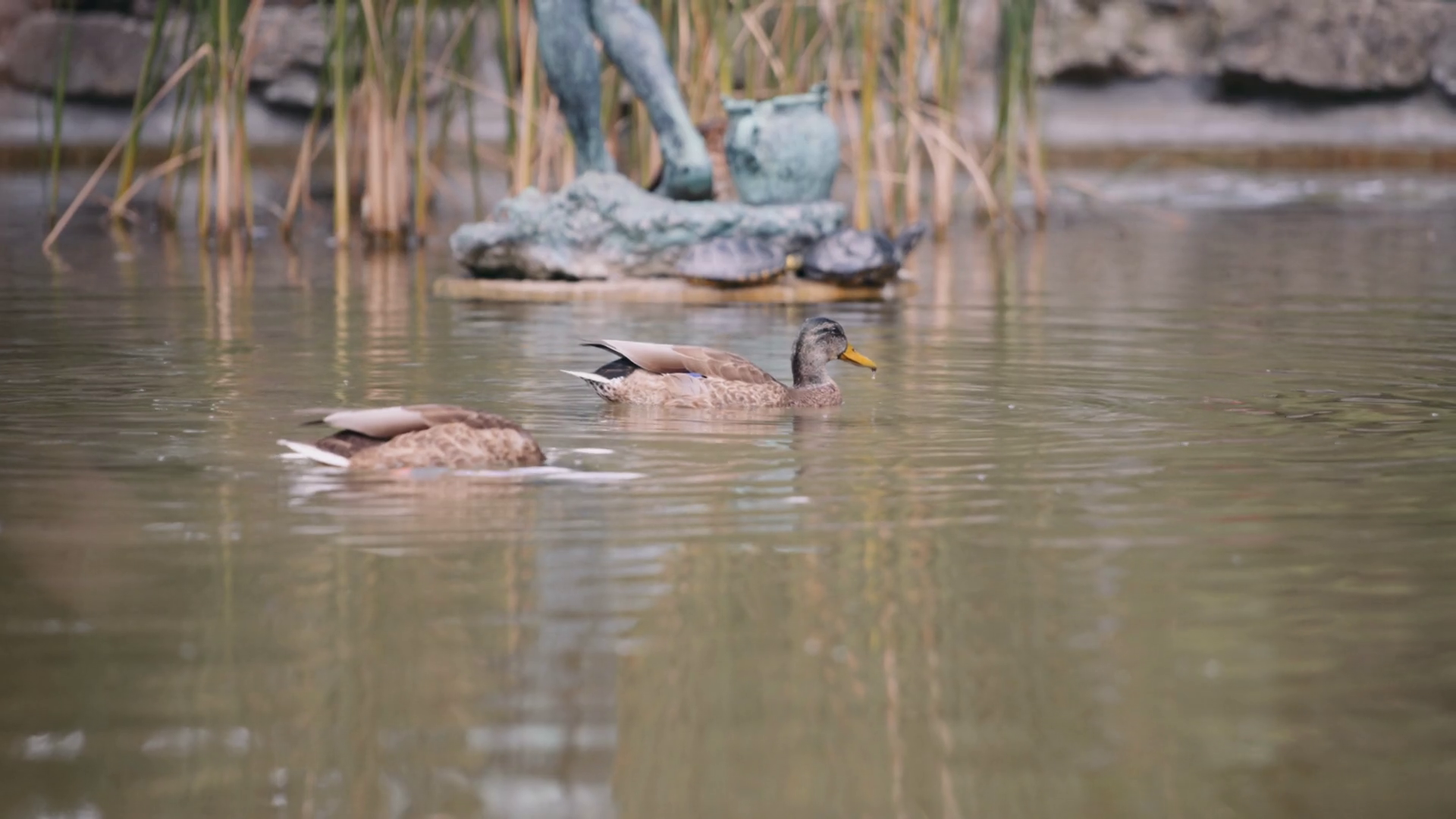 Ducks Diving Into Waters Stock Footage SBV-346787013 - Storyblocks