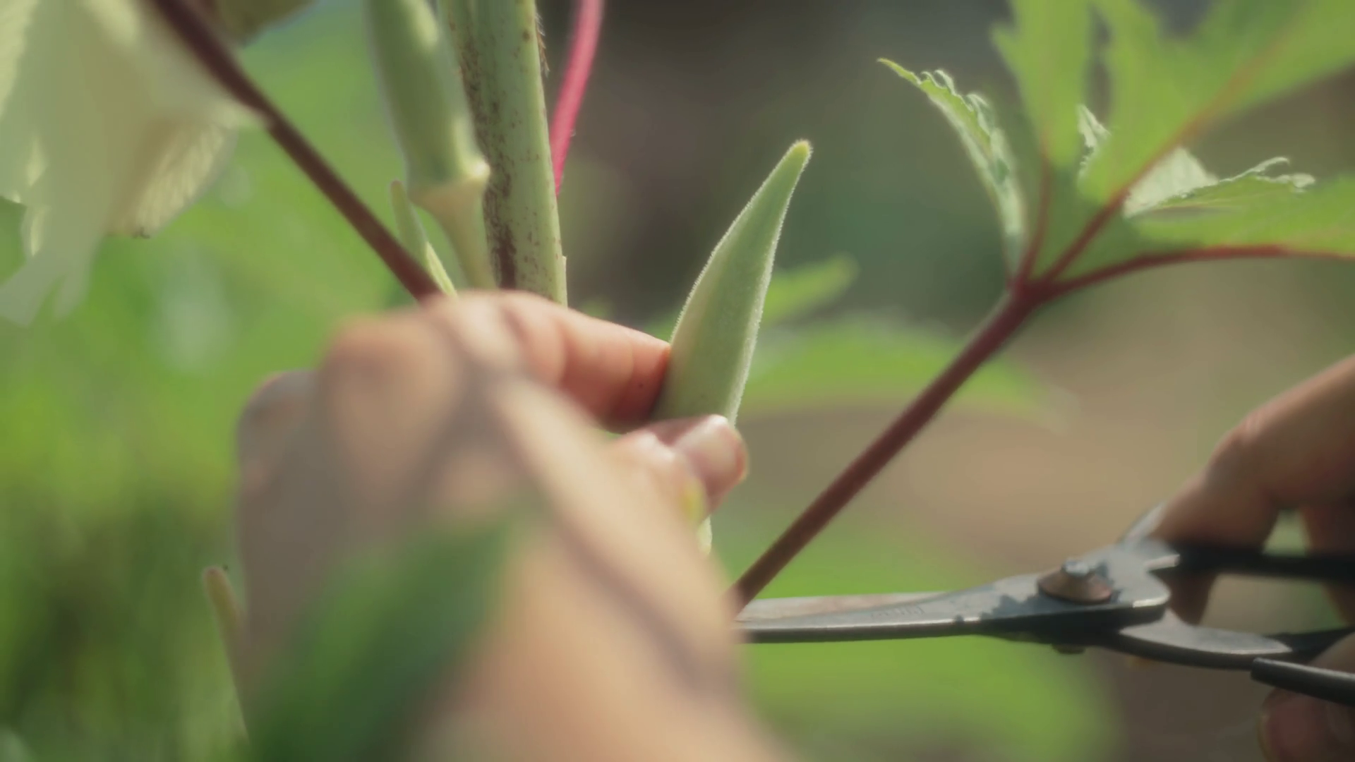 Gardener Cutting Okra Plant With Scissors Stock Footage SBV347269507