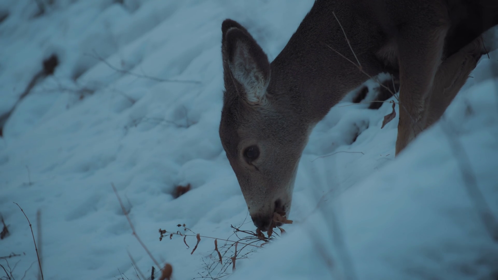 Close Up Of Young Deer Eating Weeds On Snowy Stock Footage SBV