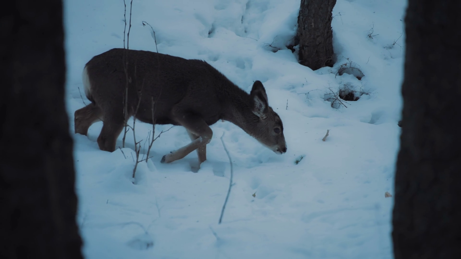 A Young Deer Eating Weeds From Under Snow In Stock Footage SBV