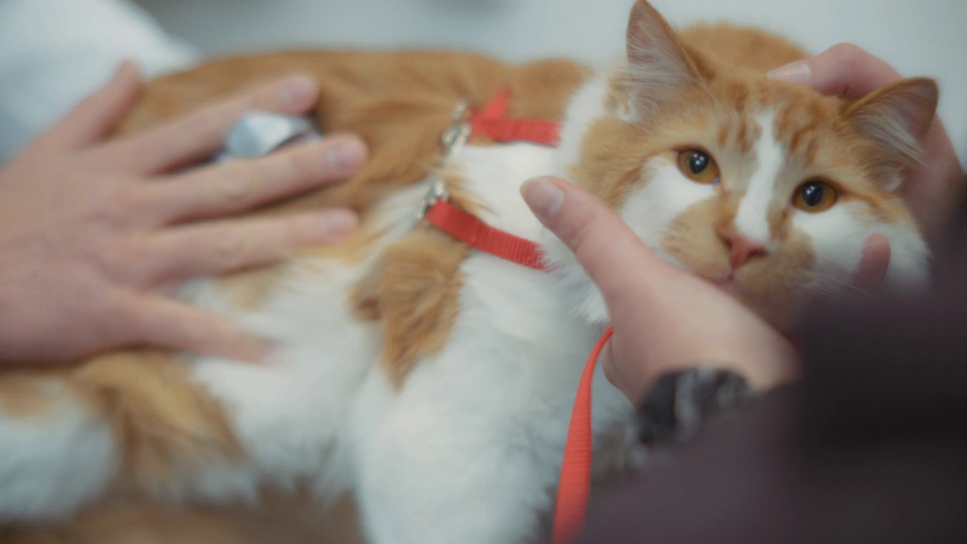 Close Up Of Ginger Cat During Vet Inspection Stock Footage SBV ...