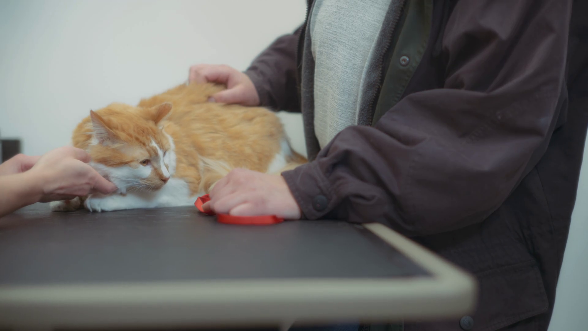 Ginger Cat Looking At Owner During Vet Stock Footage SBV-348468235 ...