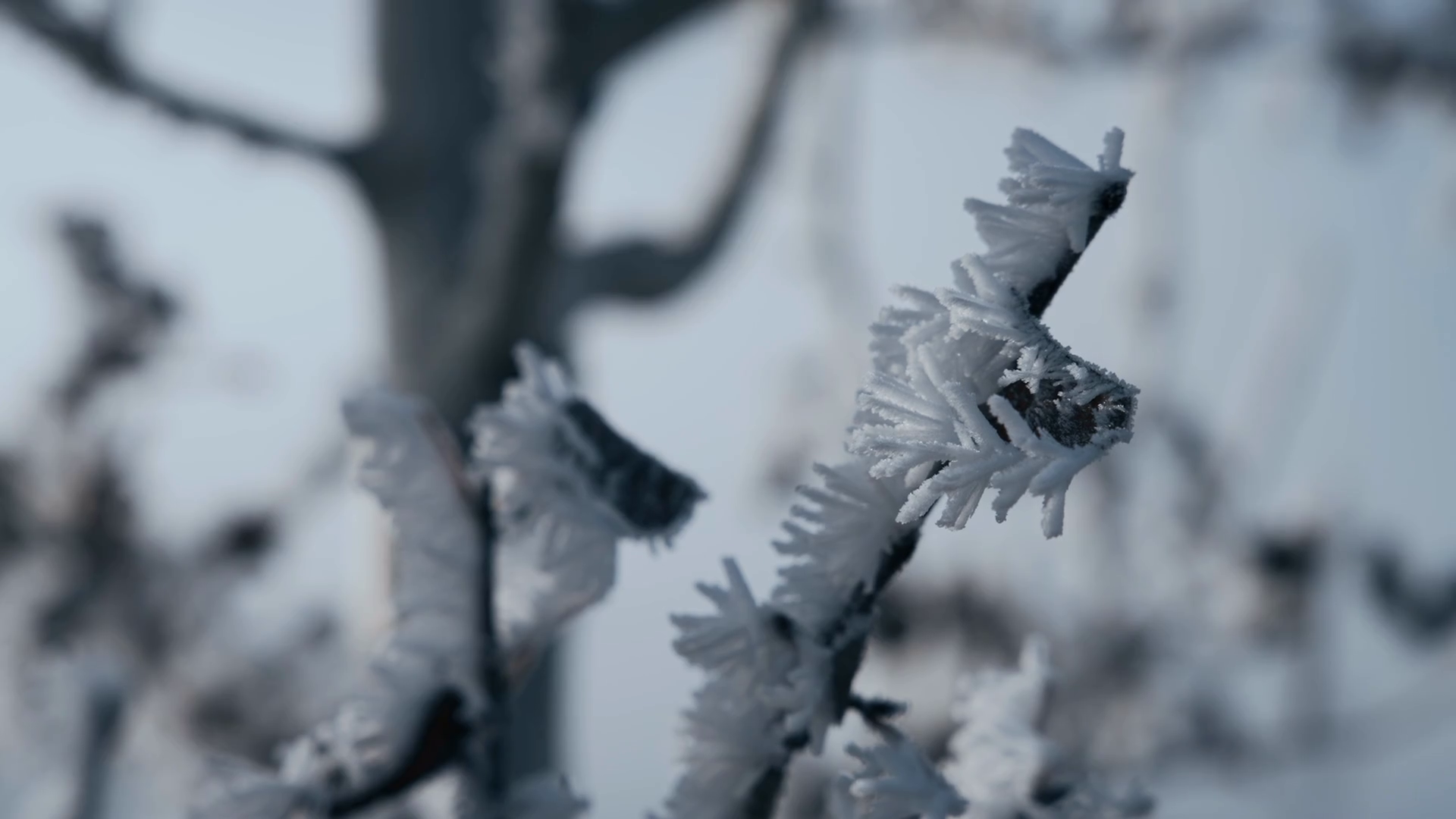 Close Up Of Iced Frozen Tree Branch On Cold Stock Footage SBV-348813853 ...