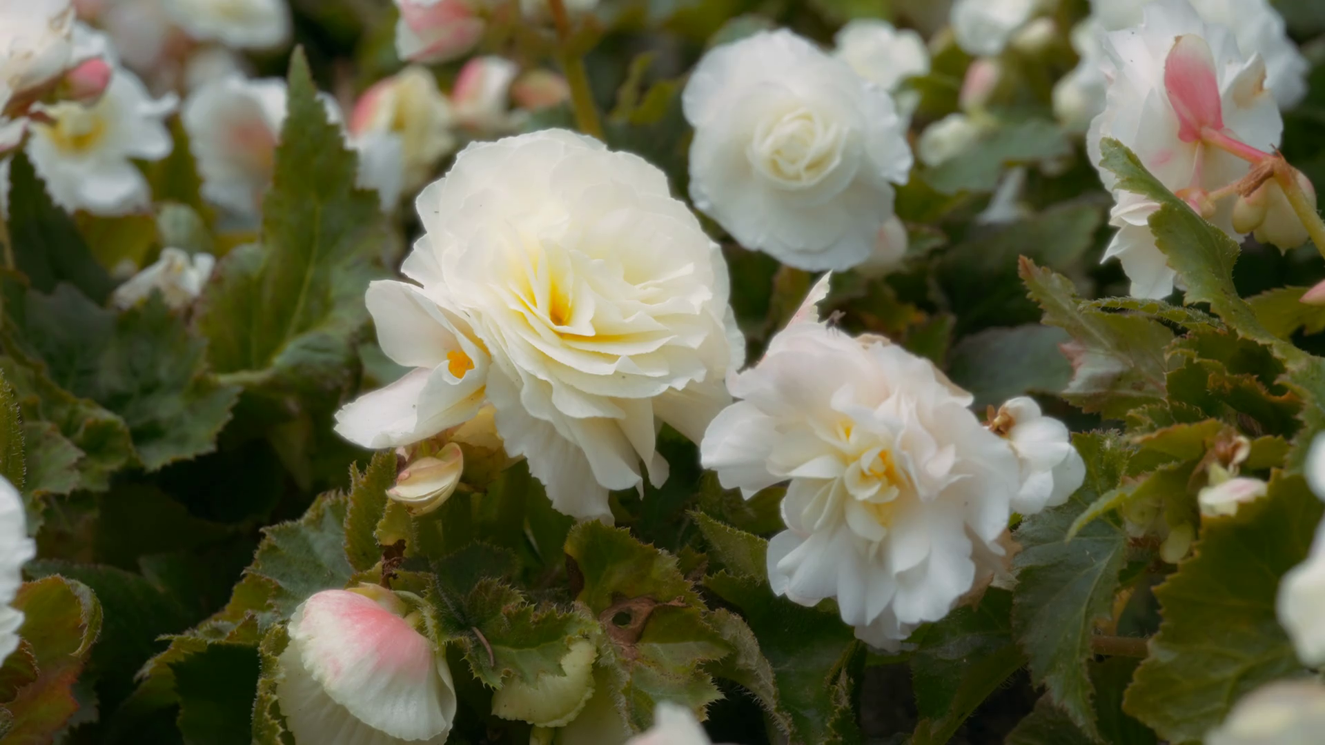 White Roses Blooming In Garden Close Up Slow Stock Footage SBV ...