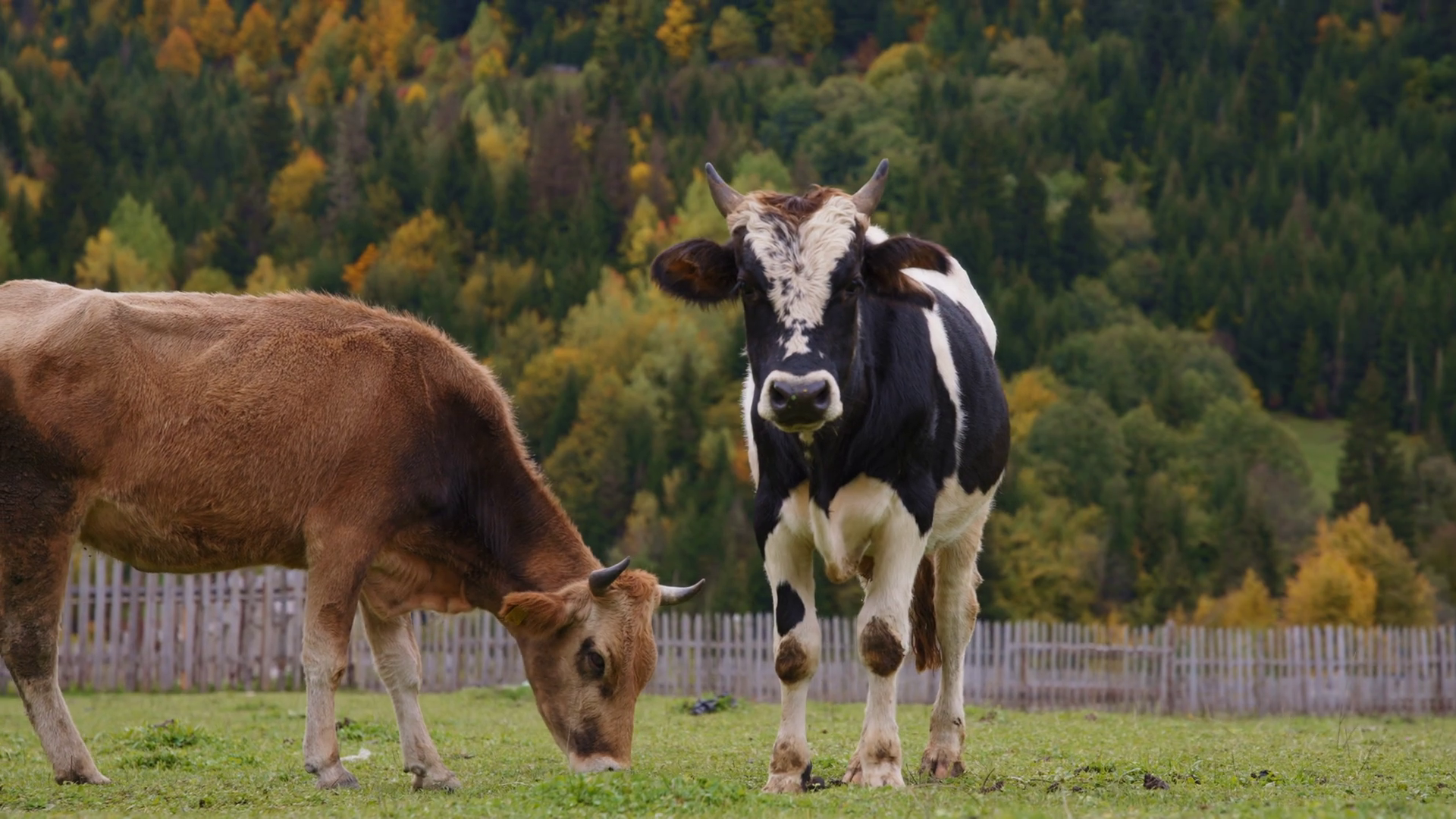 Beautiful wild cows grazing Stock Video Footage 00:08 SBV-346795568 ...