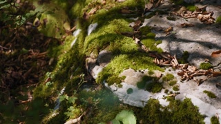 Moss growing on the stone in the forest