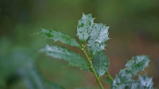 Raindrops on green leaves