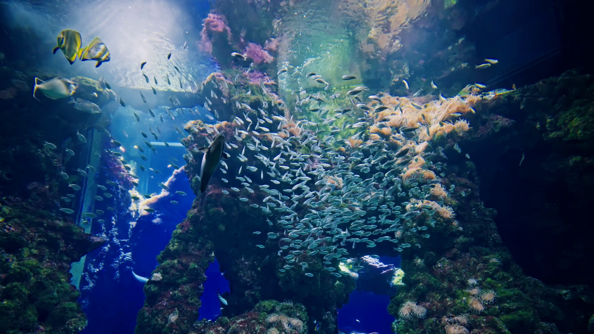 Many Colorful Tropical Fish Of Different Stock Footage SBV-351801387 ...