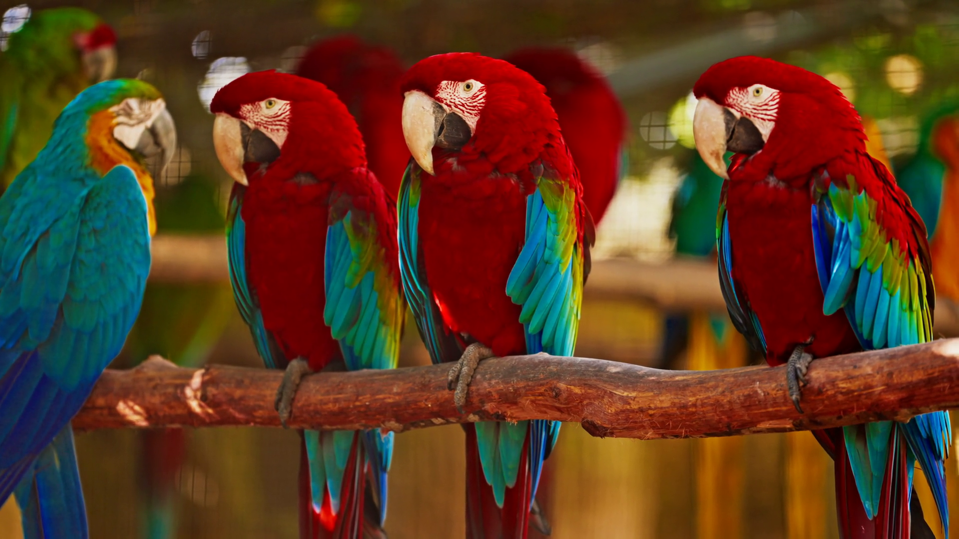 A Group Of Brightly Colored Parrots Sitting Stock Footage SBV-351998802 ...