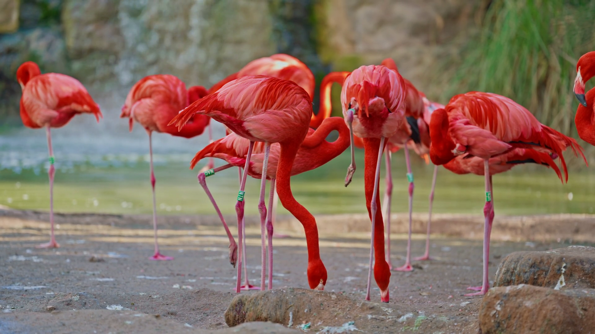 Beautiful Flamingos Of Bright Red Color Stock Footage SBV-351998653 ...