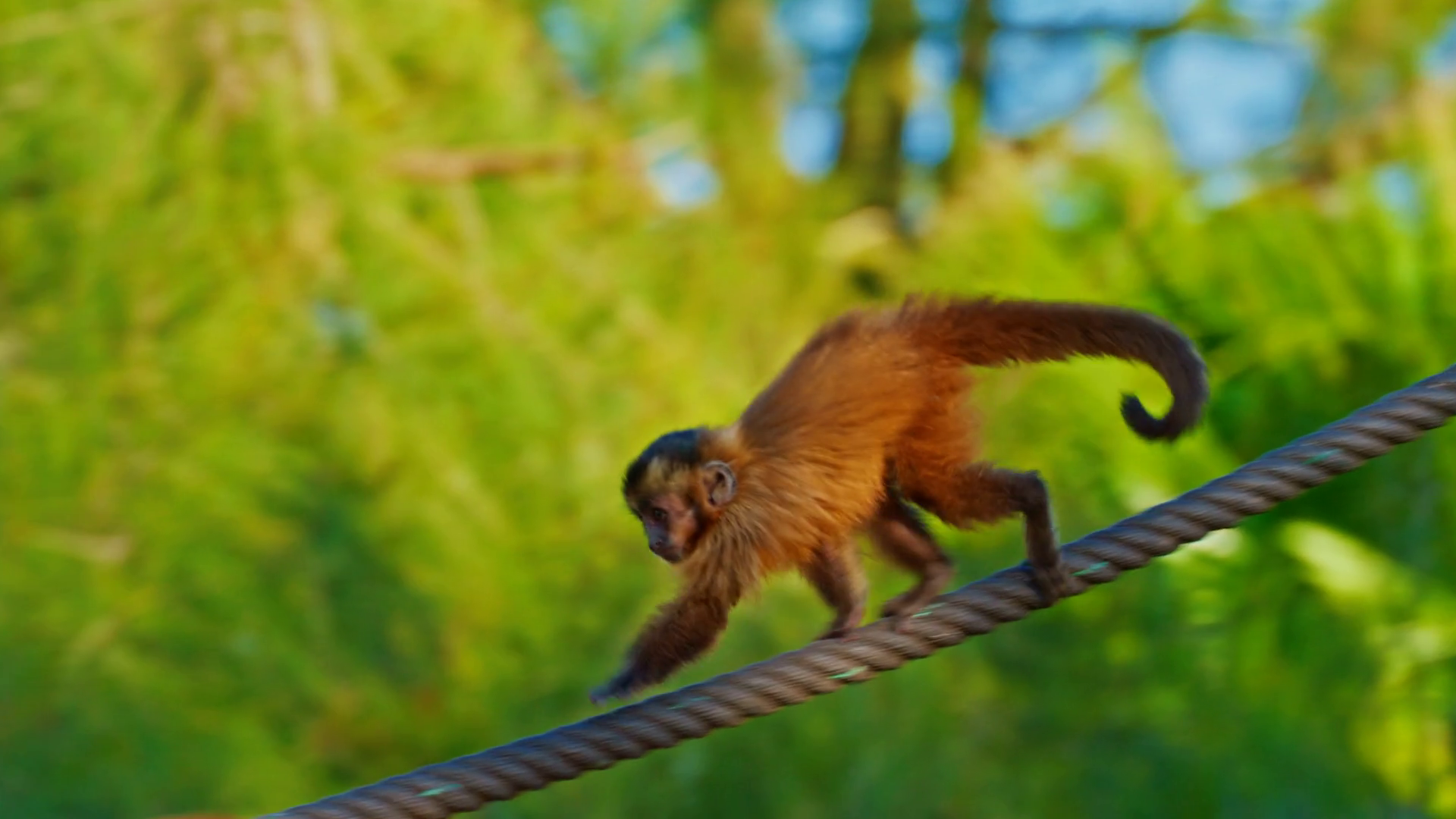 Little Cute Monkey Climbing Rope In Park Stock Footage SBV-351995846 ...
