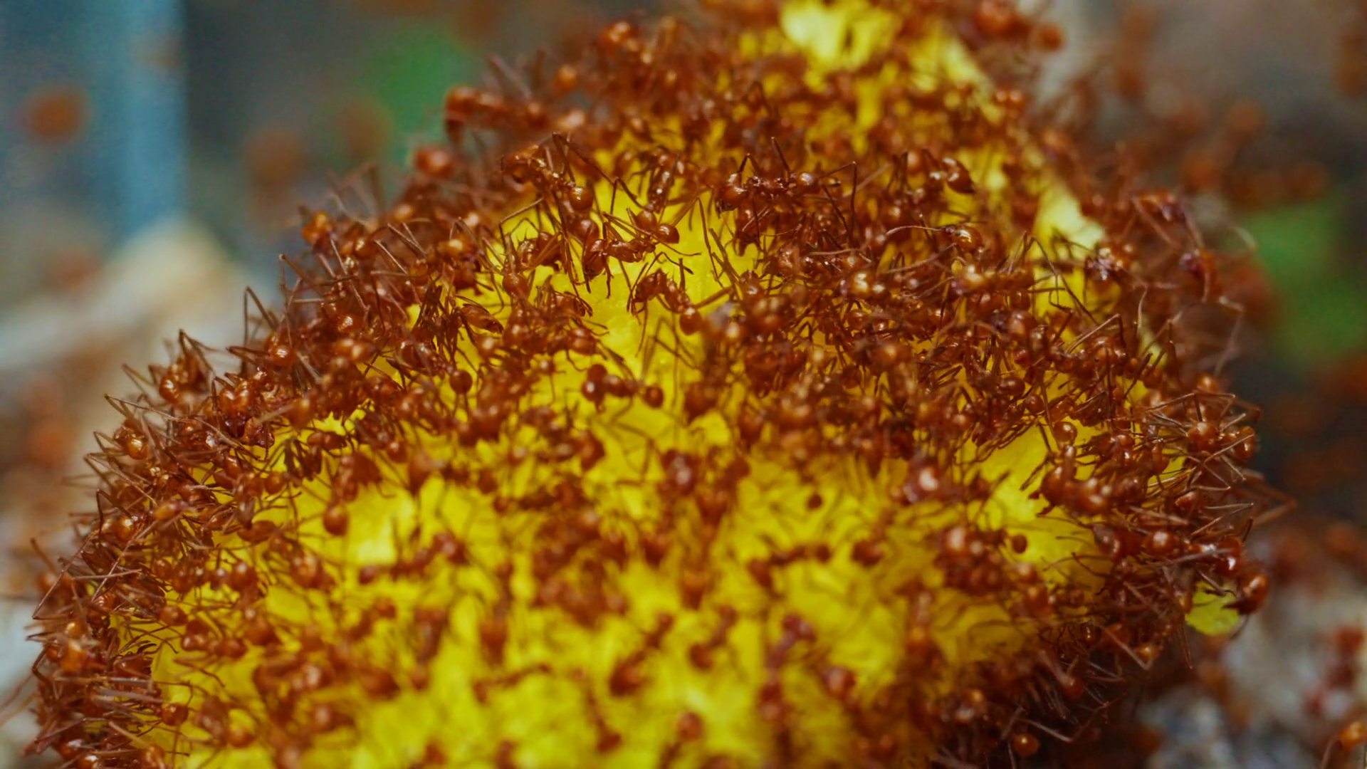 Ant Colony Group Of Ants Closeup Stock Footage SBV-352474392 - Storyblocks