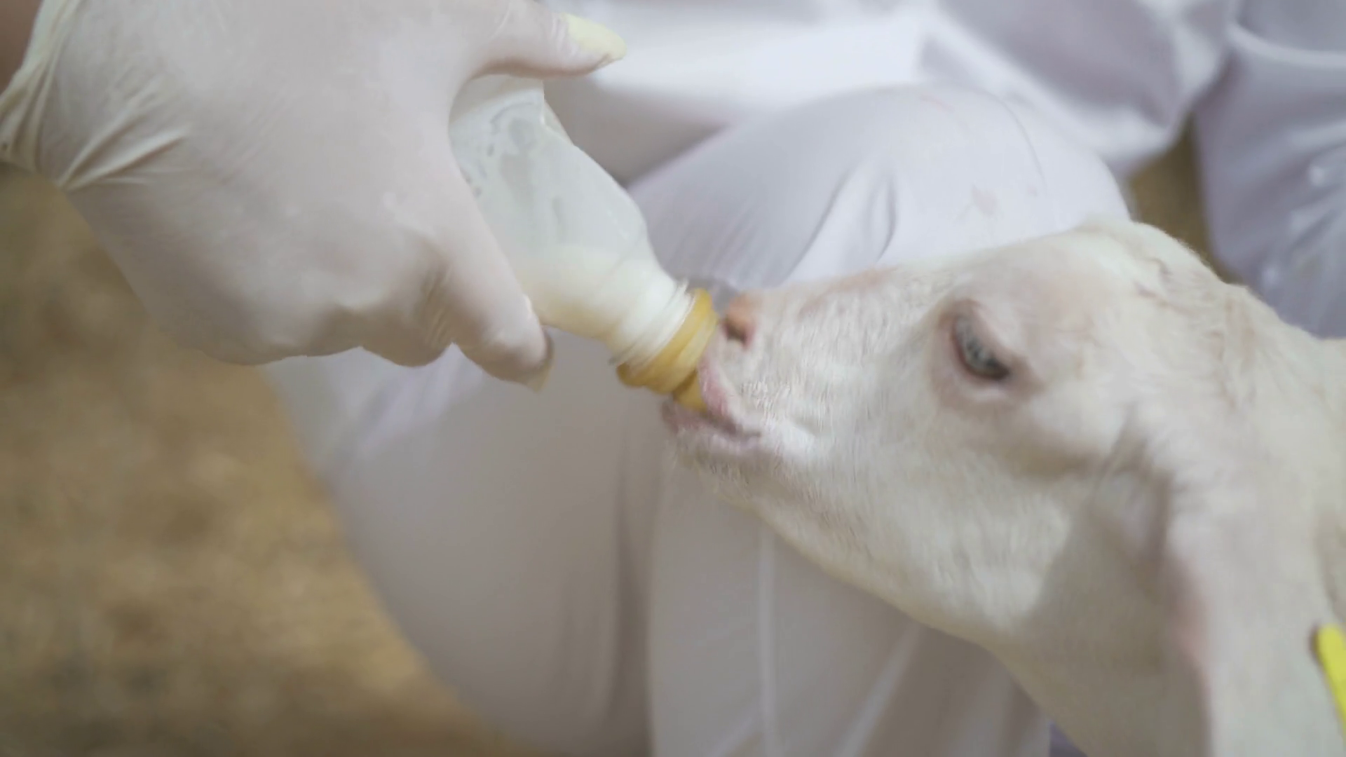 Farmer Feeding Baby Goat With Bottle Full Of Stock Footage SBV
