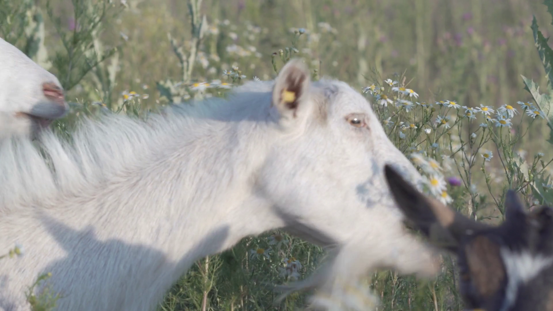 Goat eating green plants or chewing herbs. Portrait of grazing