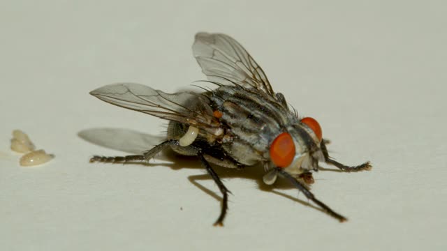 Funny Fly Stock Footage: Royalty-Free Video Clips - Storyblocks