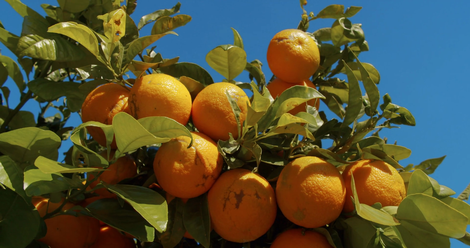 Orange trees with ripe fruits on plantation. Stock Video Footage