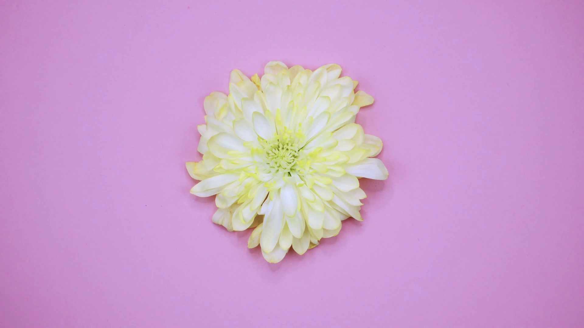 Rotation Flower Are Rotating On Pink Stock Footage SBV321850250