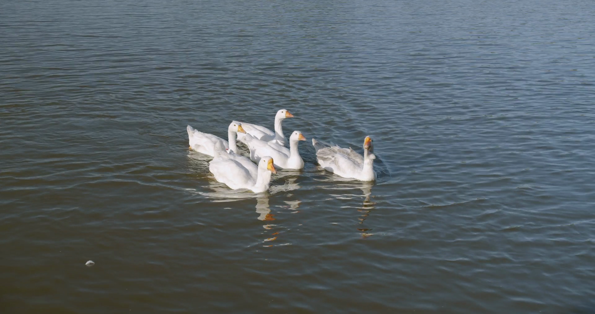White ducks in the river. Domestic Duck, reflection in water. Wild duck
