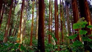Forest Bathing and Shinrin-Yoku Tall Trees in a Lush Forest Calming Nature Therapy B-Roll