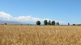 Close up view of yellow barley field on sunny summer day