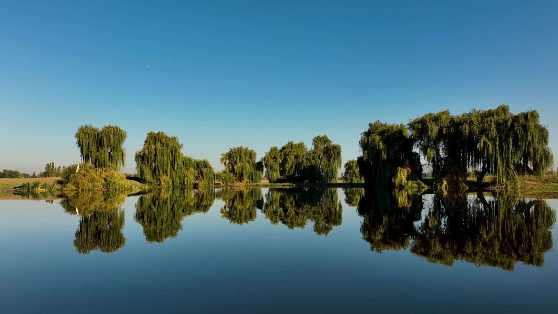 Weeping Willow Trees With Lush Green Foliage Stock Footage SBV ...