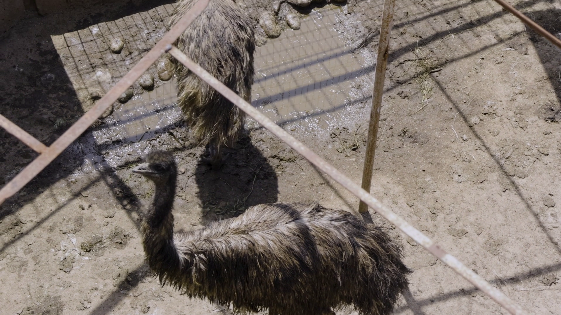 Slow Motion Of Emu Dromaius Novaehollandiae Stock Footage SBV-351905760 ...