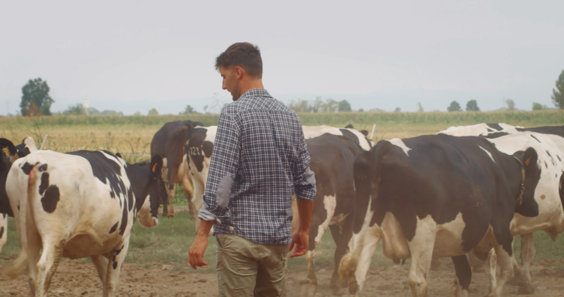 Slow Motion Of Shepherd Is Gathering Cows Stock Footage SBV-348917774 ...