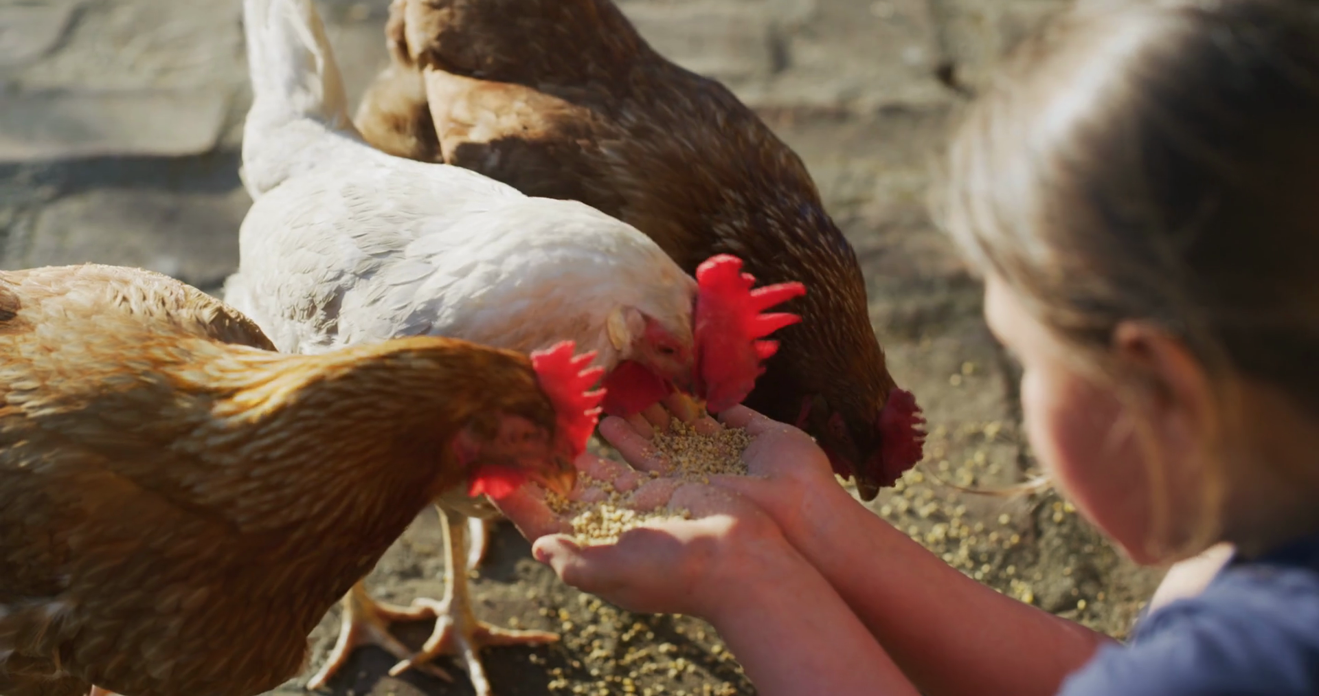 Authentic Close Up Shot Of Hens Are Eating Stock Footage SBV-348999611 ...