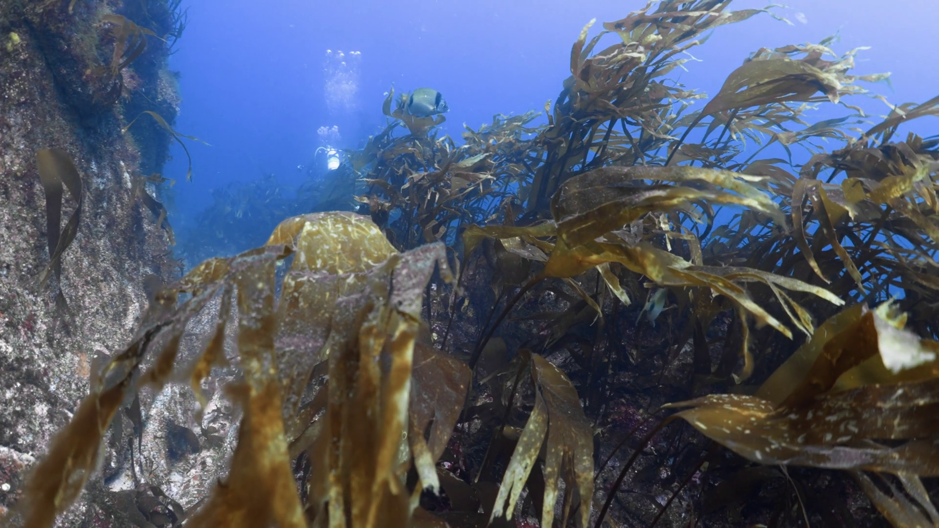 Rocks Covered With Kelp - Plateau De Stock Footage SBV-352634207 ...