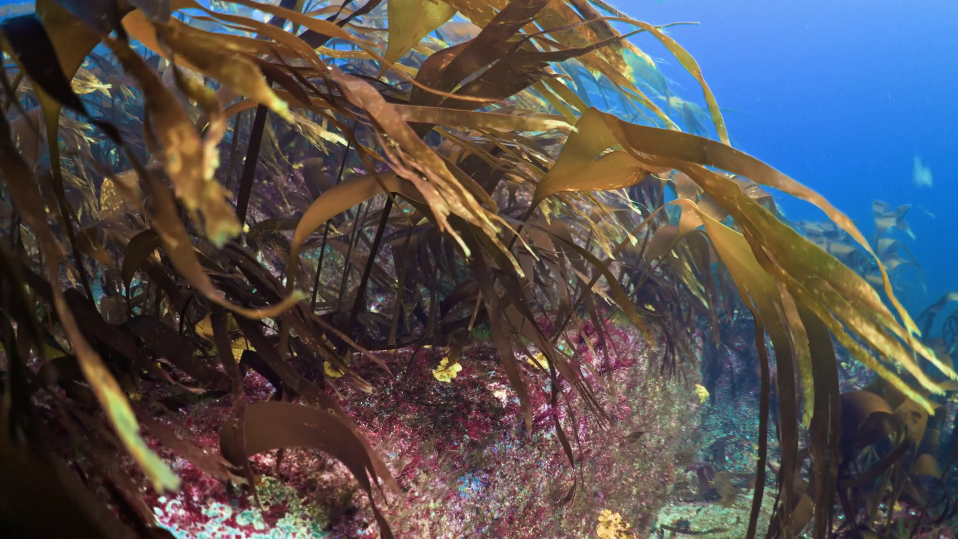 Rocks Covered With Kelp - Plateau De Stock Footage SBV-352634106 ...