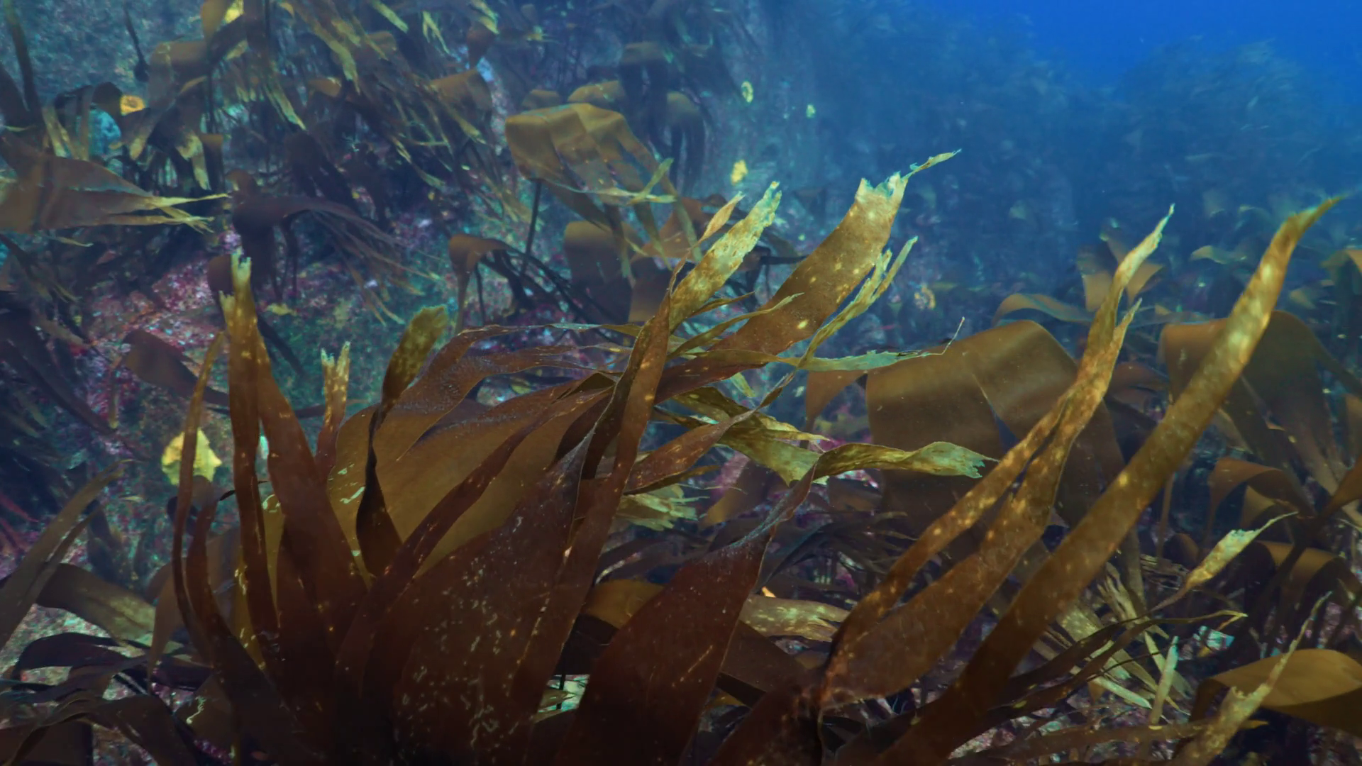 Rocks Covered With Kelp - Plateau De Stock Footage SBV-352634140 ...