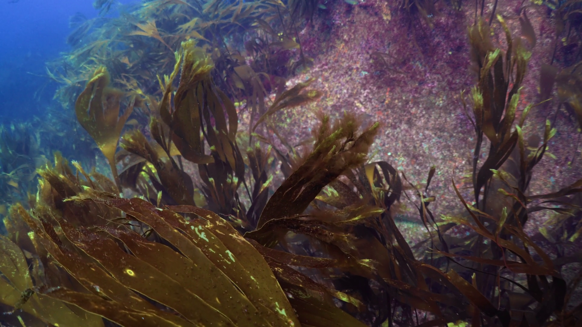 Rocks Covered With Kelp - Plateau De Stock Footage SBV-352634131 ...