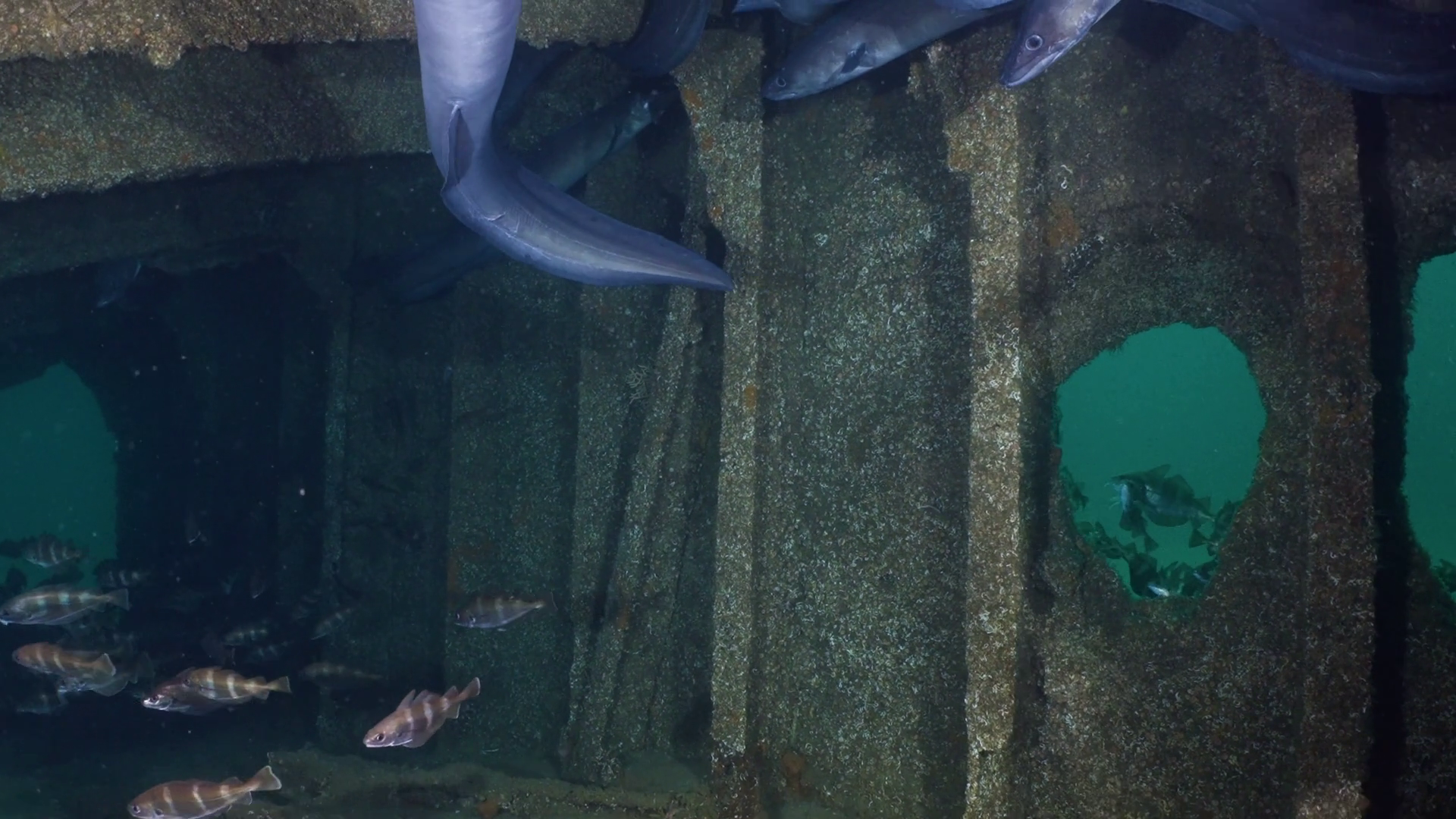 Congers Swimming In Wreck In Atlantic Stock Footage SBV-352662474 ...