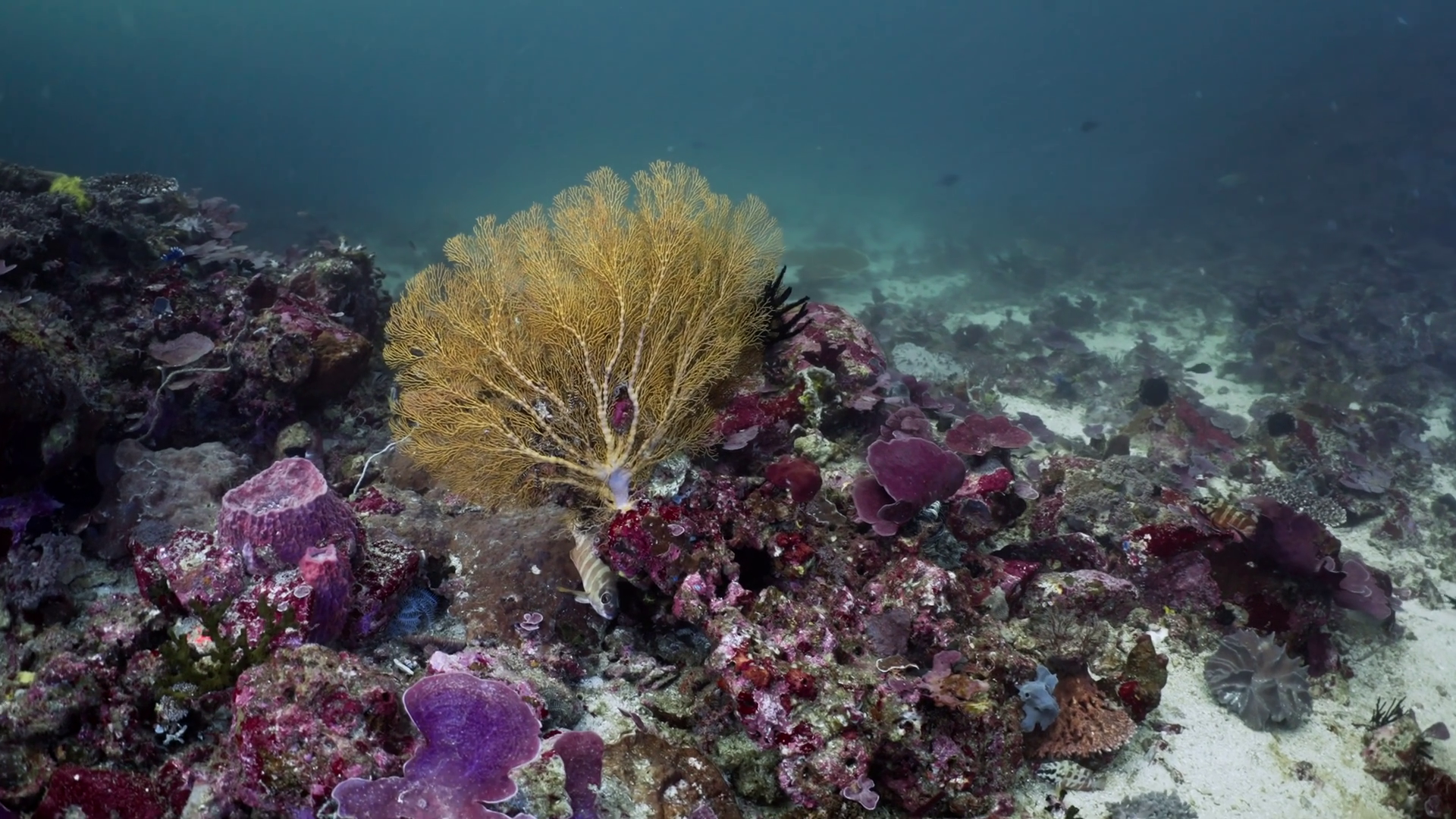 Gorgon In Coral Reef - Komodo - Indonesia Stock Footage SBV-352806551 ...