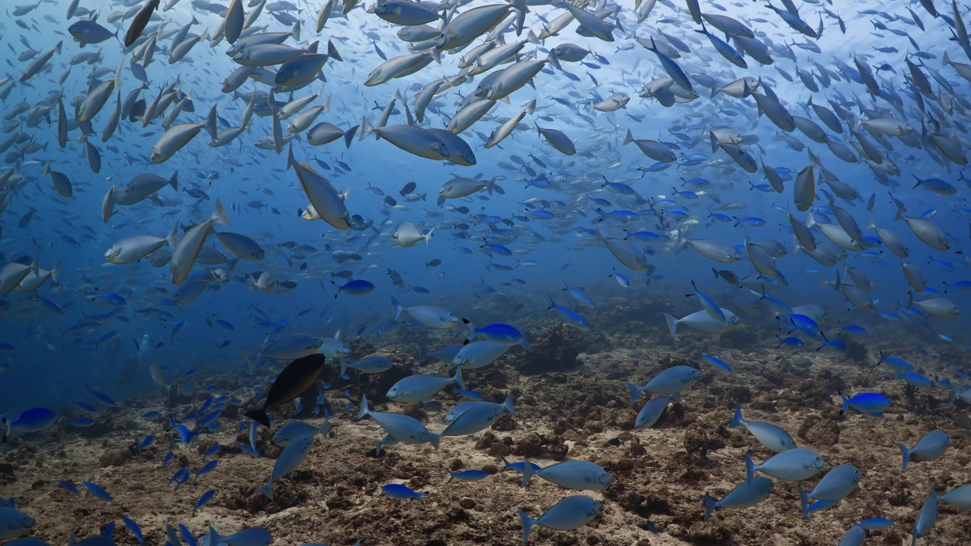 Shoal Of Surgeonfish Trevally Jackfish Stock Footage SBV-352786596 ...