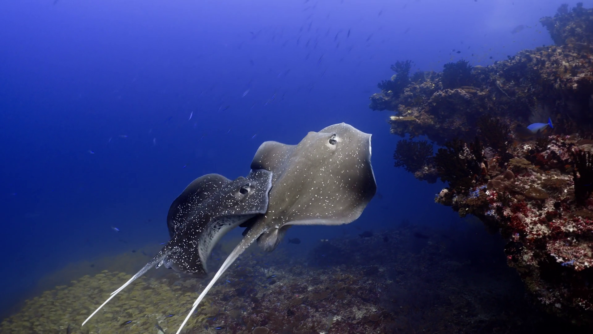 Two Marbled Stingrays Breeding Over Coral Stock Footage SBV-352746412 ...